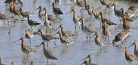 Cursos de Identificação de Aves (Rapina e Limícolas)