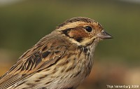 146 espécies de aves observadas no BioRia